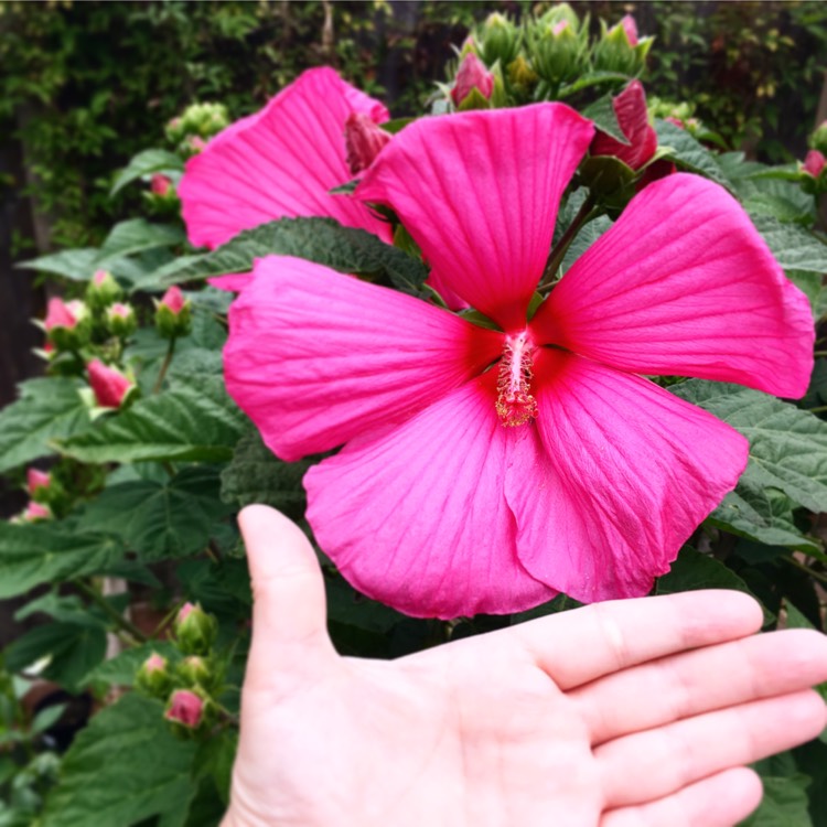 Plant image Hibiscus 'NewBiscus XXL'