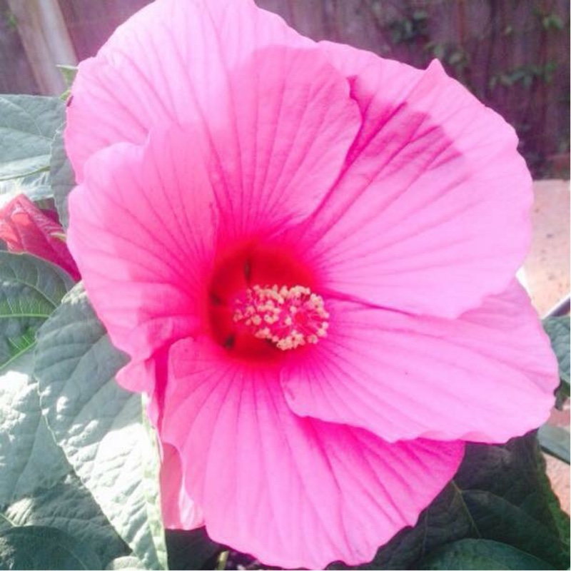 Plant image Hibiscus 'NewBiscus XXL'