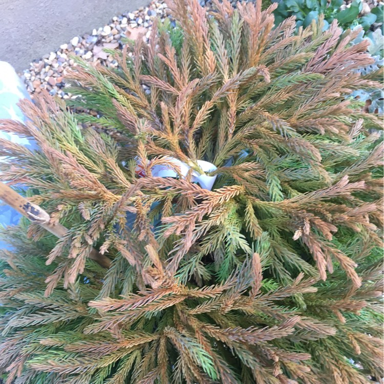 Plant image Cryptomeria japonica 'Globosa Nana'