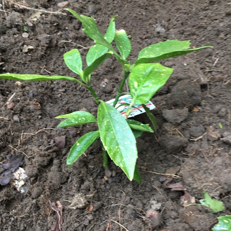 Plant image Aucuba japonica Variegata