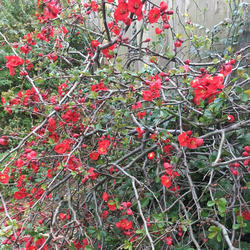 Chaenomeles japonica 'Cido'