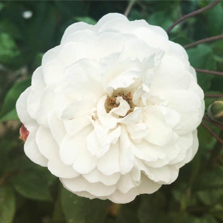 Plant image Rosa 'Félicité Perpétue' syn. Rosa 'Félicité et Perpétue', Rosa 'Lily Ito', Rosa 'Seven Sisters'