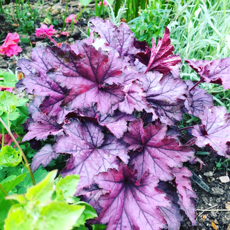 Plant image Heuchera 'Spellbound'