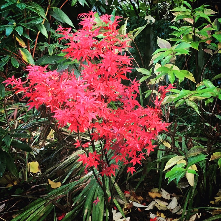 Plant image Acer palmatum 'Skeeter's Broom'