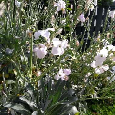 Matthiola Bicornis