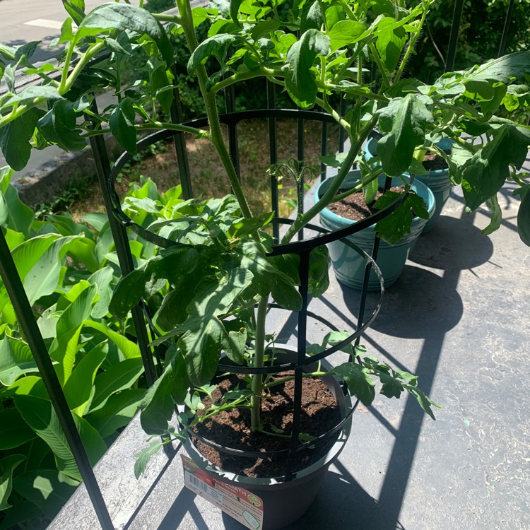 Plant image Solanum lycopersicum 'Bush Goliath'