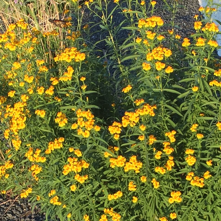 Plant image Tagetes lucida