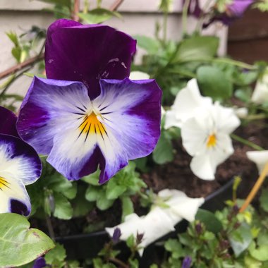 Viola x wittrockiana