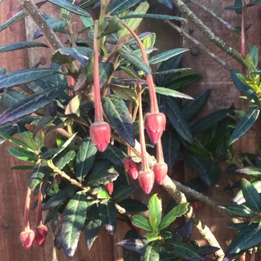 Crinodendron hookerianum syn. Tricuspidaria hookerianum