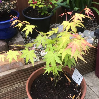 Acer palmatum 'Orange Dream'