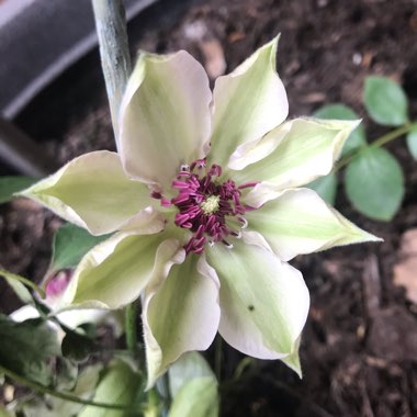 Clematis 'Miss Bateman'