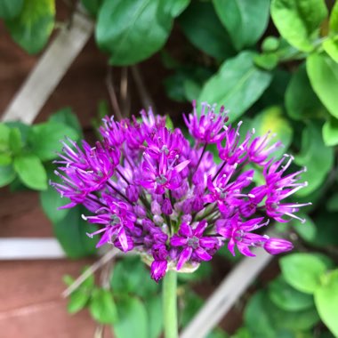 Allium hollandicum 'Purple Sensation' syn. Allium 'Purple Sensation', Allium aflatunense 'Purple Sensation'