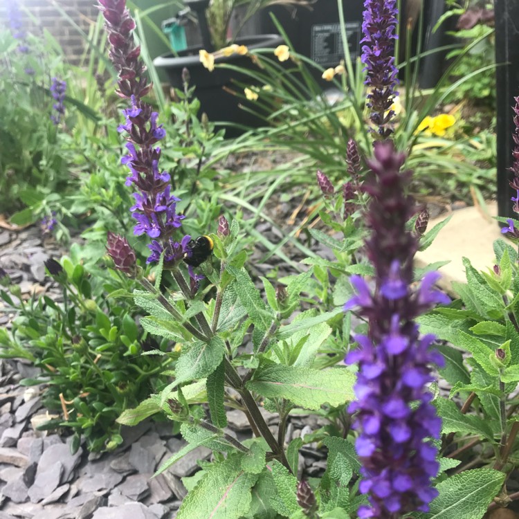 Plant image Salvia 'Indigo Spires'