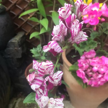 Antirrhinum majus 'Purple Twist'