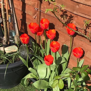 Tulipa 'World's Favourite'