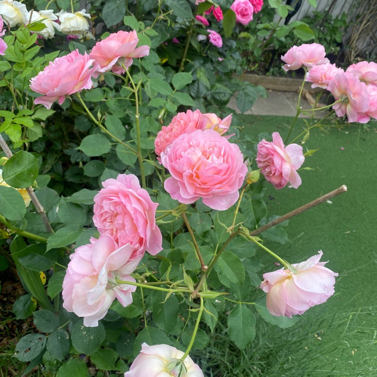 Plant image Rosa 'Boscobel'