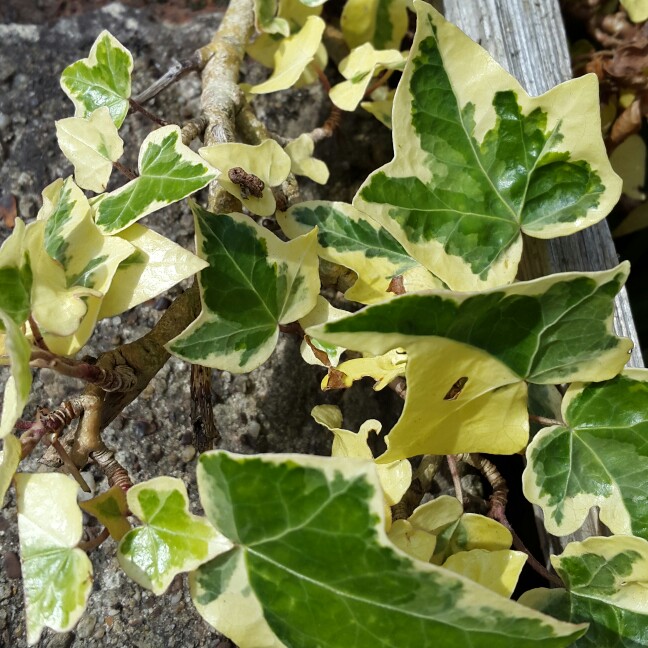 Hedera helix 'Golden Jytte', Variegated Ivy 'Golden Jytte' - uploaded ...