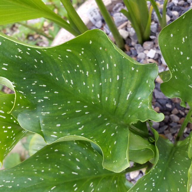 Plant image Zantedeschia elliottiana 'Picasso'