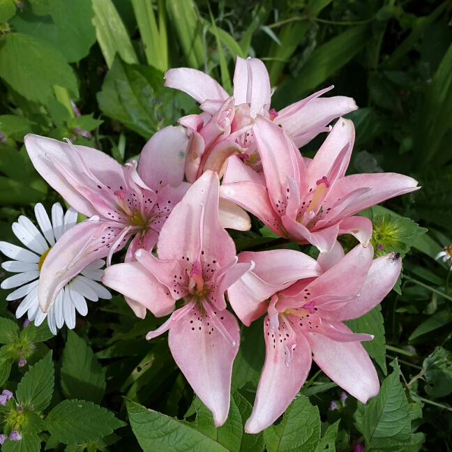 Plant image Lilium 'Vermeer'