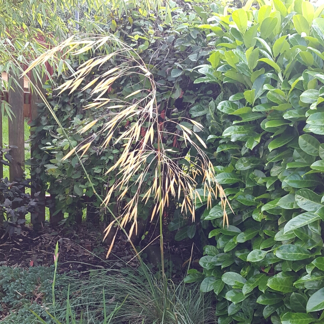 Plant image Stipa Gigantea