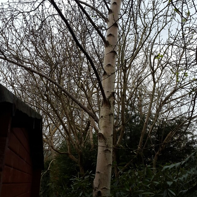 Betula utilis 'Jacquemontii'