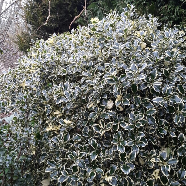 Plant image Ilex aquifolium 'Golden van Tol'