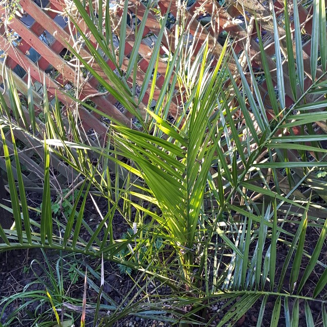 Plant image Phoenix dactylifera