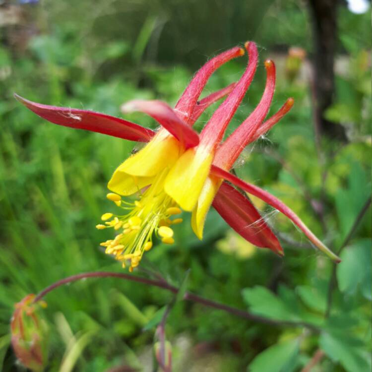 Plant image Aquilegia Canadensis