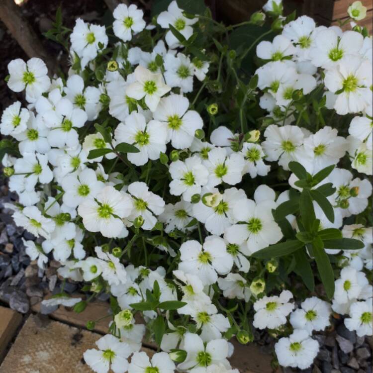 Plant image Arenaria Montana 'Blizzard Compact'