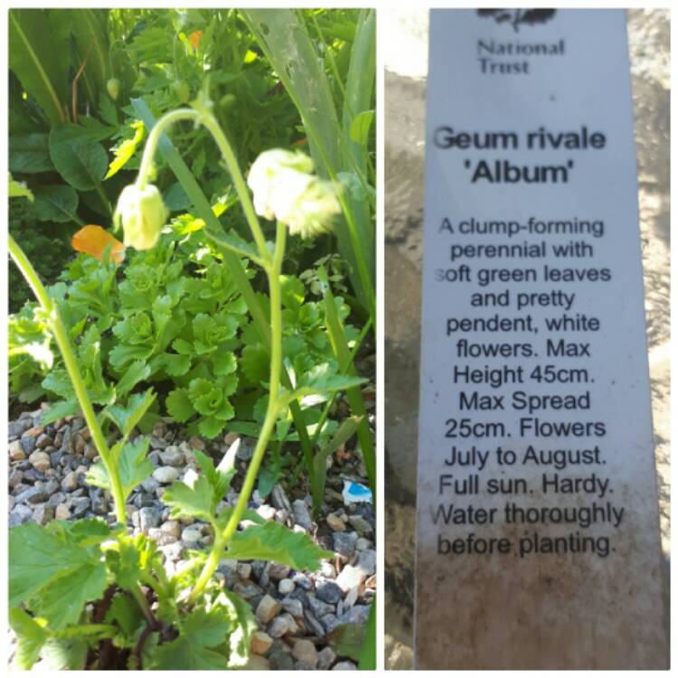 Plant image Geum rivale 'Album'