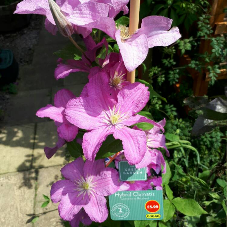 Plant image Clematis 'Comtesse De Bouchaud'