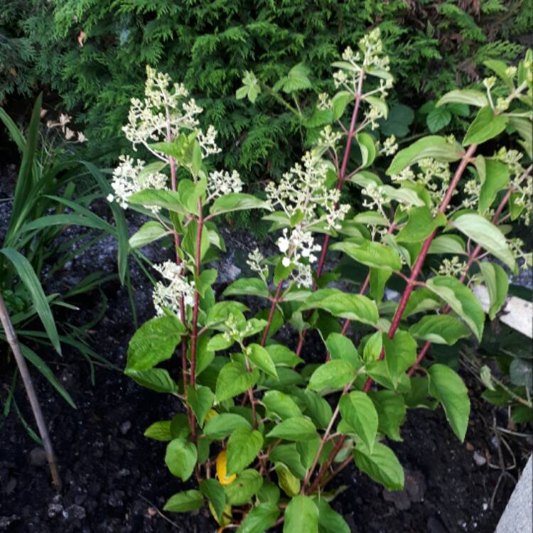 Plant image Hydrangea paniculata 'Silver Dollar'