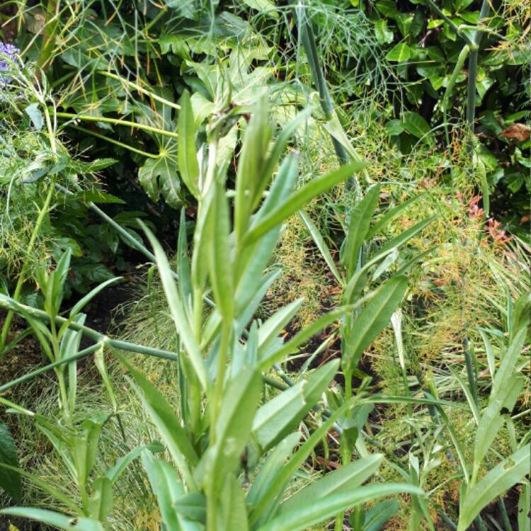 Plant image Lysimachia ephemerum