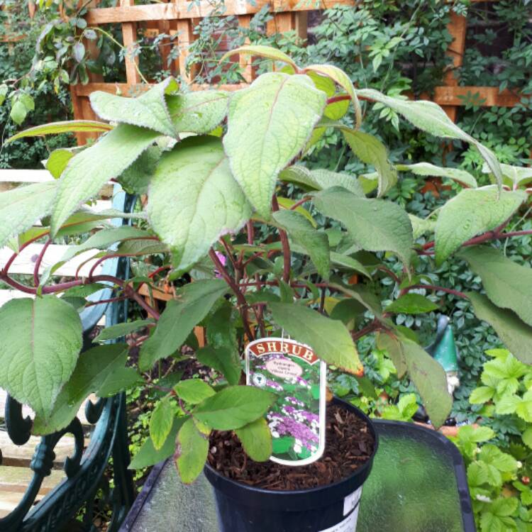 Plant image Hydrangea aspera 'Villosa'