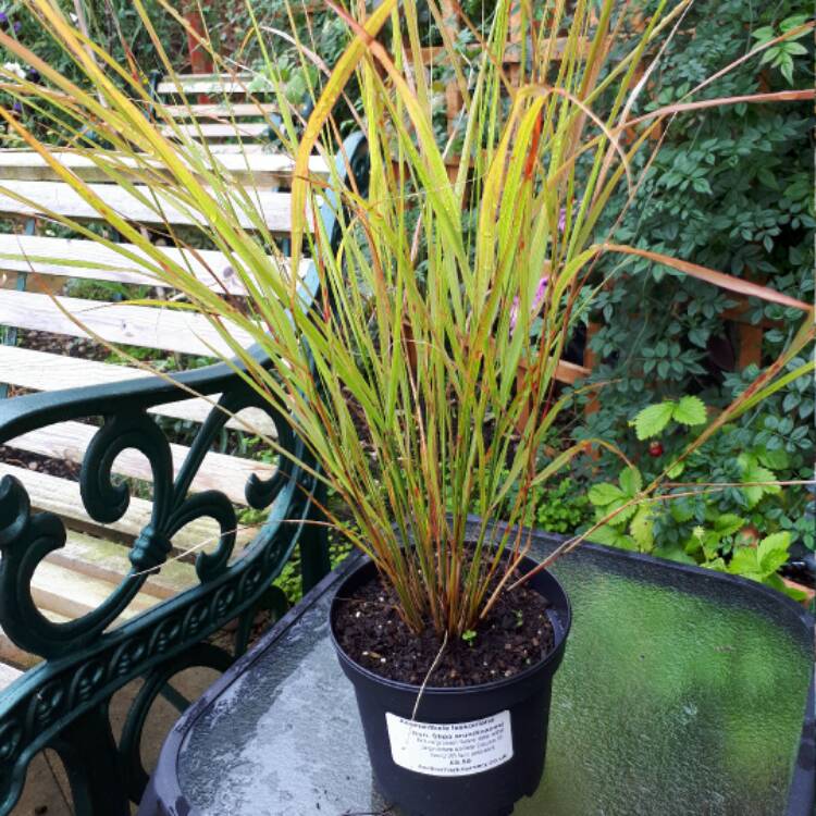 Plant image Anemanthele lessoniana syn. Stipa arundinacea