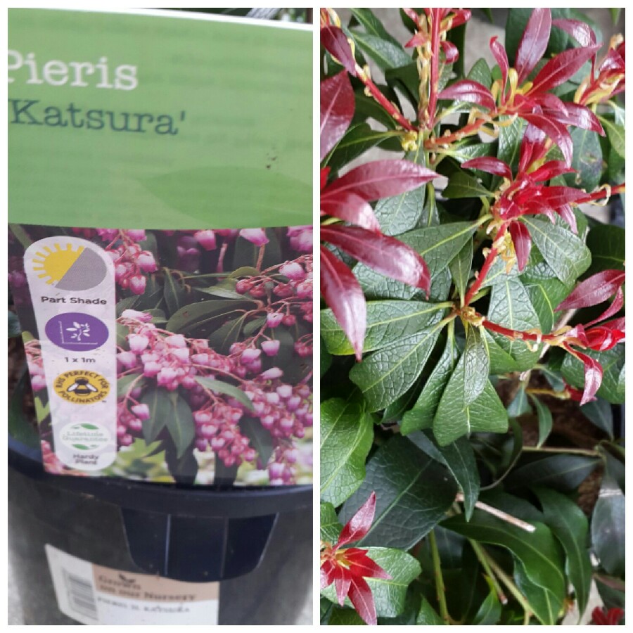 Plant image Pieris japonica 'Katsura'