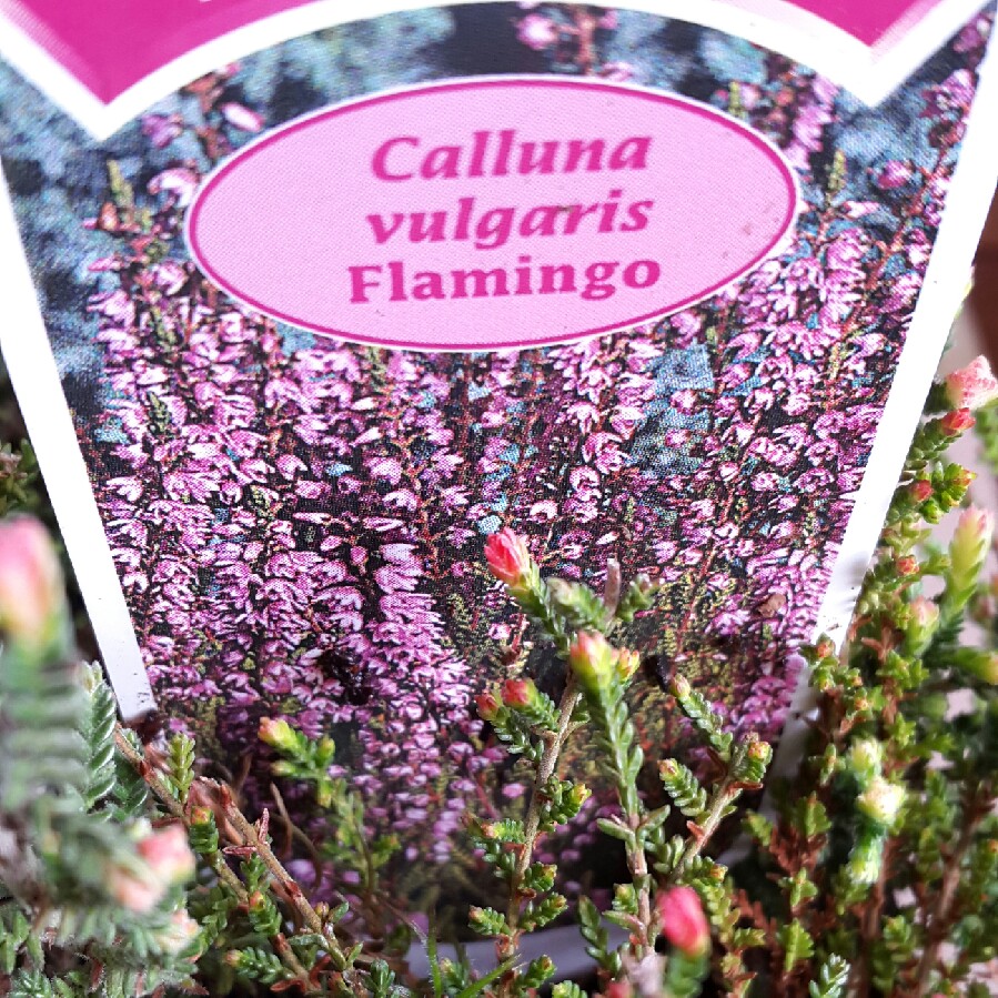 Plant image Calluna vulgaris 'Flamingo'