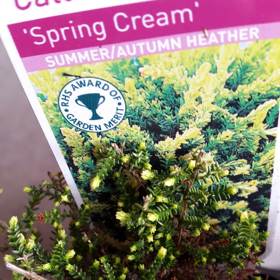 Plant image Calluna vulgaris 'Spring Cream'