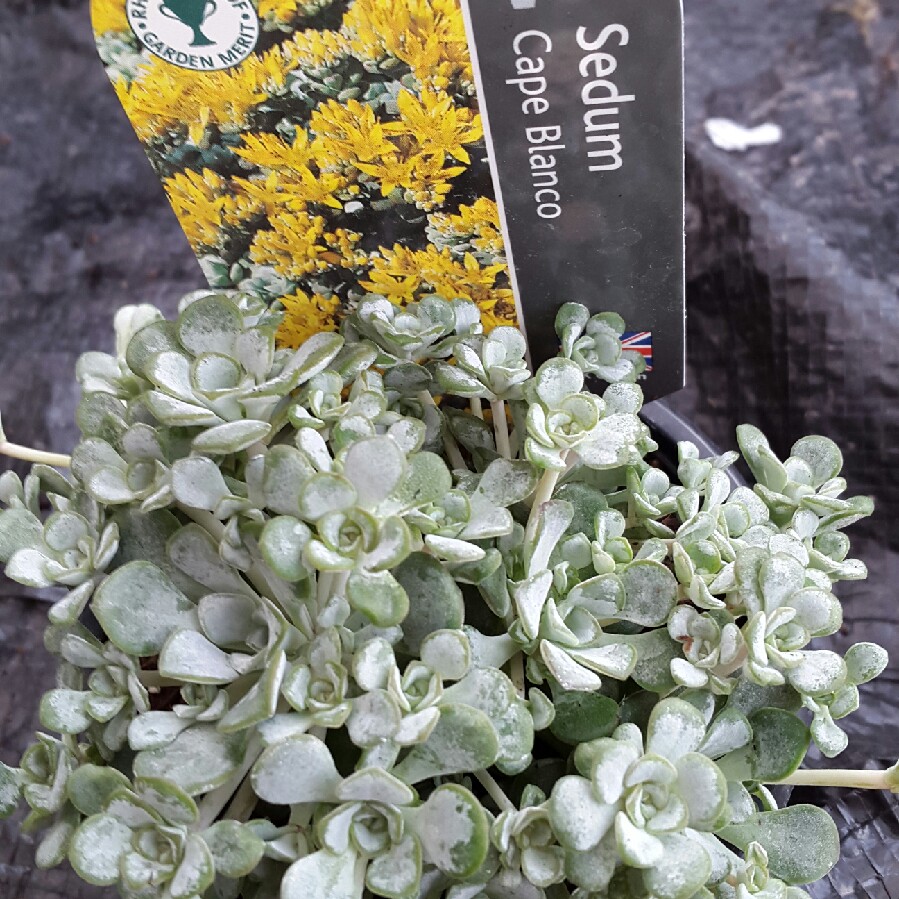 Sedum spathulifolium 'Cape Blanco'