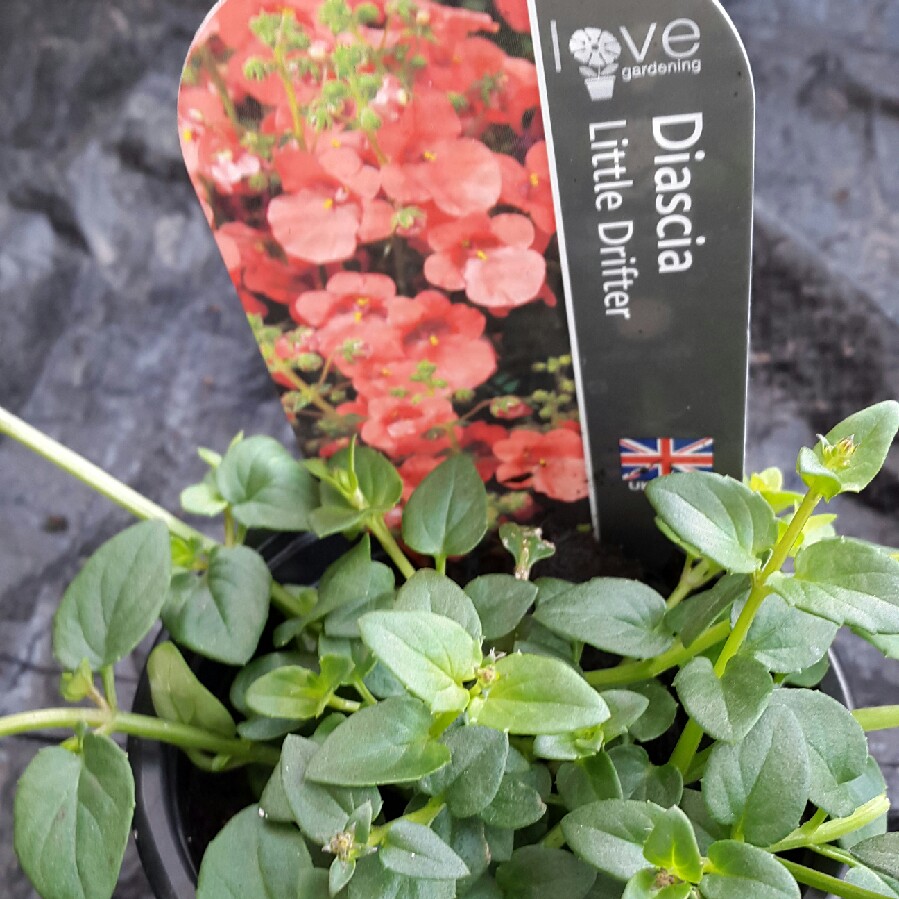 Plant image Diascia 'Little Drifter'