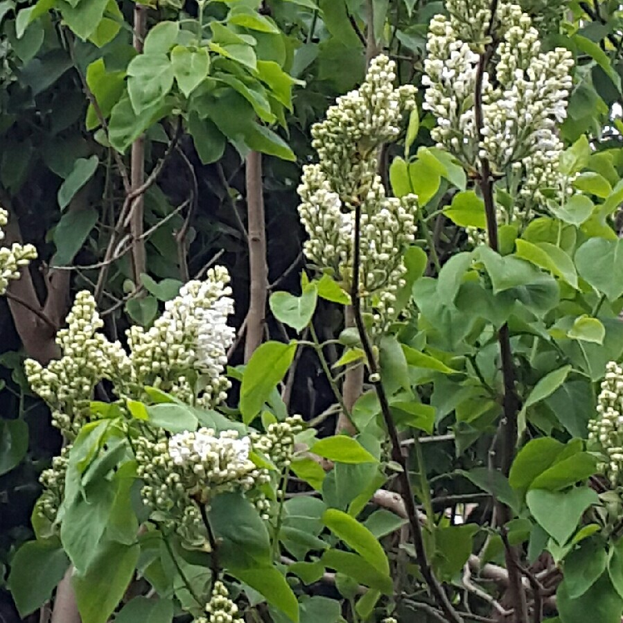 Syringa