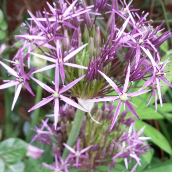 plant image 103890