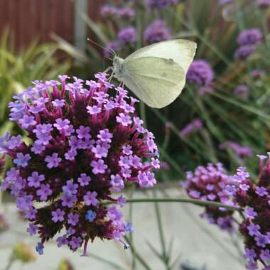 Purple Top Vervain