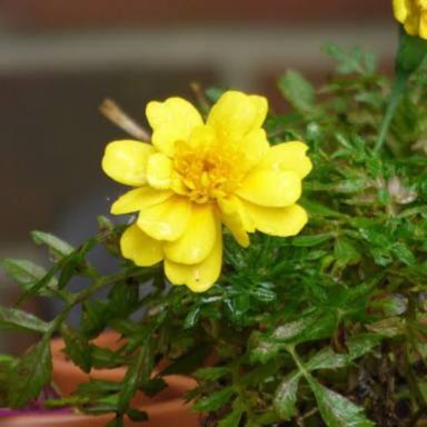 Plant image Tagetes 'Lemon Drift'