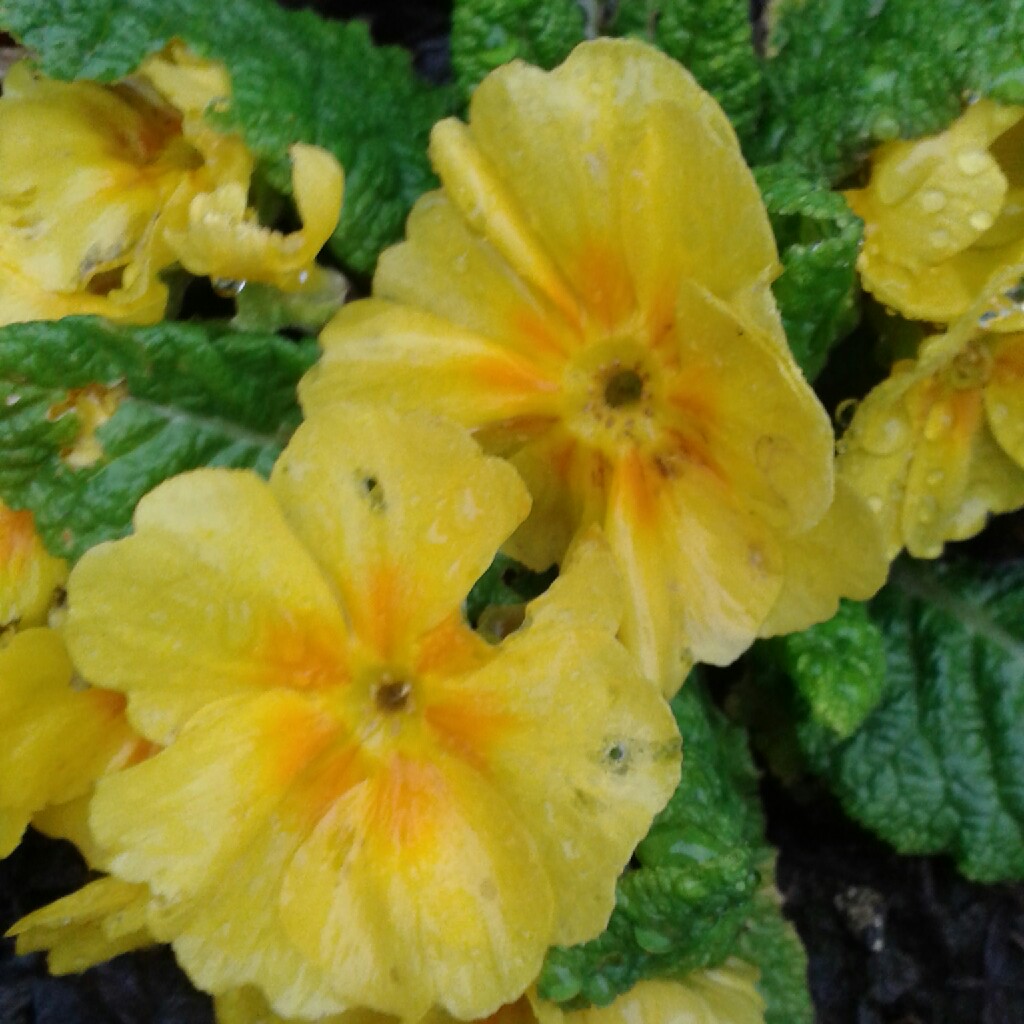 Primrose 'Groenekan's Glorie'