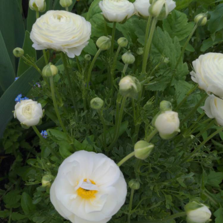 Plant image Ranunculus asiaticus 'Bloomingdale Mix' (Bloomingdale Series)