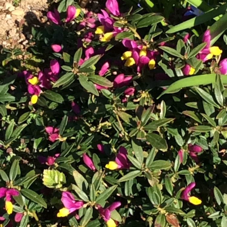 Plant image Polygala chamaebuxus grandiflora 'Purple Passion'