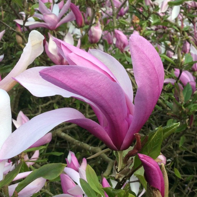 Plant image Magnolia liliiflora x stellata