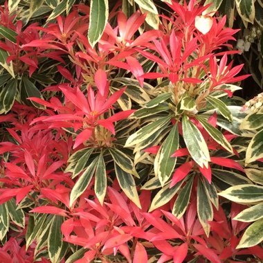 Pieris 'Flaming Silver'