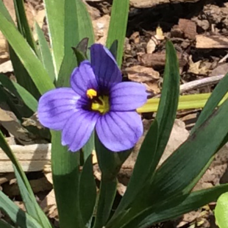 Plant image Sisyrinchium 'Californian Skies'